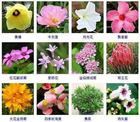 花卉大全|【花粉丝】花卉查询网——专业的花卉知识大全网站